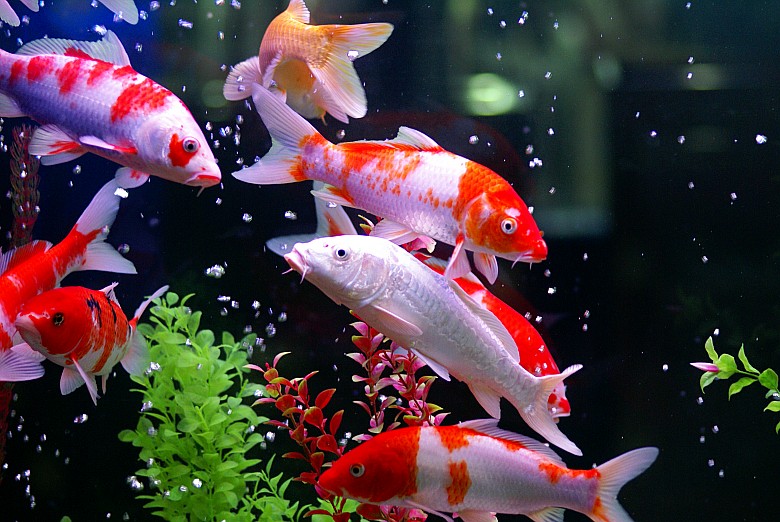 景觀魚池水質凈化